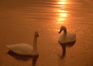 石垣島で昼はシュノーケリング夜は海辺でバーベキュー